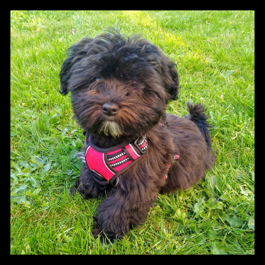 cute small fluffy black havanese guide dog named Millie